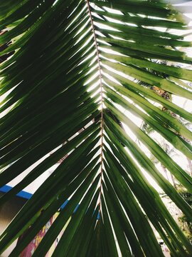 palm tree leaves