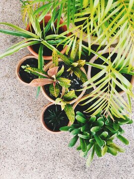 plants in the garden