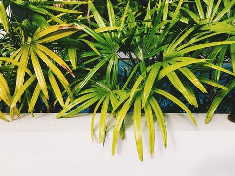palm tree in the garden