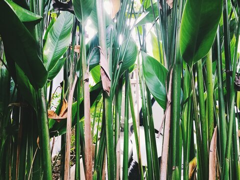 tropical forest background