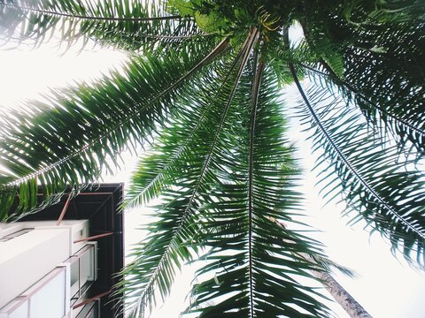 palm tree branches