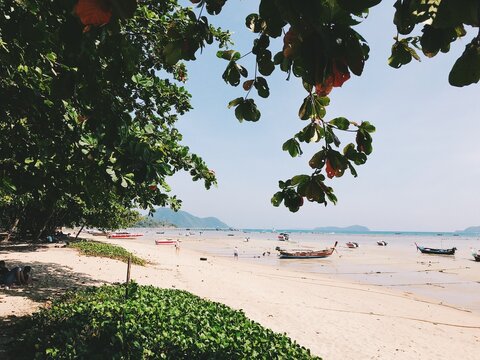 trees on the beach