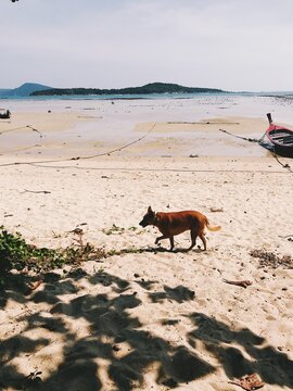dog at the beach