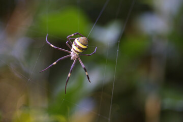 Close-up of a striped spider on its web, set against a blurred green and natural background. The...