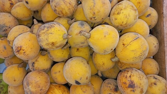 The scarce kecapi fruit from the tropics 