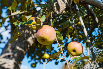 apples on a tree for background or cover