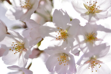 Cherry blossoms shining in the backlight Close-up Spring Wallpaper Background / 逆光に輝く桜  クローズアップ　春　壁紙　背景