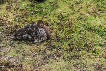 Sleeping Duck