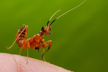 Close-up of a small orange-yellow grasshopper perched on a finger, green background.