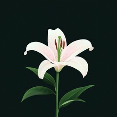 Fototapeta premium Elegant white lily blooming gracefully, showcasing delicate petals and lush green leaves against a dark background.