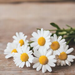 Obraz premium Beautiful daisies arranged elegantly, showcasing delicate petals and vibrant yellow centers, perfect for floral designs.