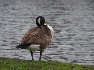 Canadian goose (branta canadensis) preening next the pond in the Rheinaue park in Bonn, Germany