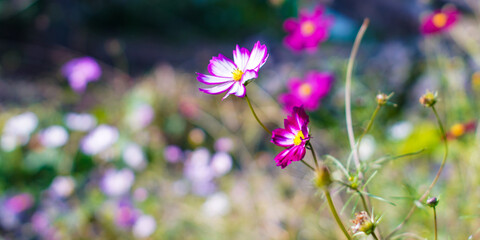 Cosmos flowers, autumn season image, beautiful pink cosmos flowers