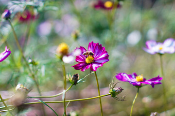 beautiful pink cosmos flowers with bees