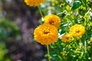 beautiful yellow zinnia flowers blooming in the garden