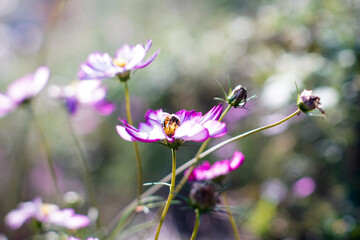 Obraz premium beautiful pink cosmos flowers with bees
