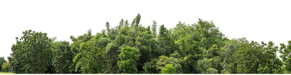 Green trees isolated are forest on transparent background.Forest and foliage in summer with cut path and alpha channel, high resolution.