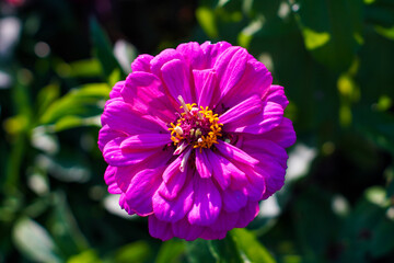 Fototapeta premium Macro image of Zinnia flower in full blooming