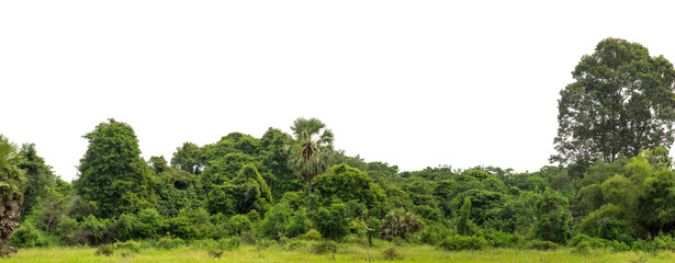 Green trees isolated are forest on transparent background.Forest and foliage in summer with cut path and alpha channel, high resolution.