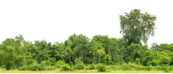 Green trees isolated are forest on transparent background.Forest and foliage in summer with cut path and alpha channel, high resolution.