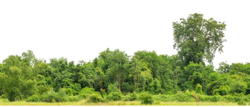 Green trees isolated are forest on transparent background.Forest and foliage in summer with cut path and alpha channel, high resolution.
