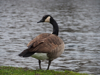 Obraz premium Canadian goose (branta canadensis) looking back next the pond in the Rheinaue park in Bonn, Germany