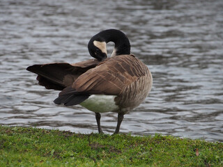 Canadian goose (branta canadensis) preening next the pond in the Rheinaue park in Bonn, Germany