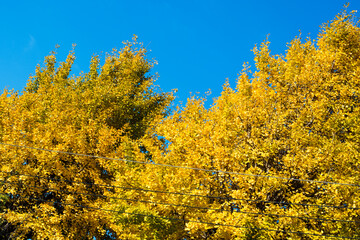 Yellow ginkgo tree on blue sky in autumn