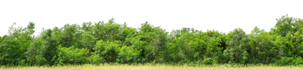 Green trees isolated are forest on transparent background.Forest and foliage in summer with cut path and alpha channel, high resolution.