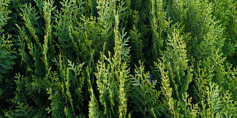 Closeup of Beautiful green christmas leaves of Thuja trees on green background. Thuja twig, Thuja occidentalis is an evergreen coniferous tree. Platycladus orientalis, also known as Chinese thuja, Ori