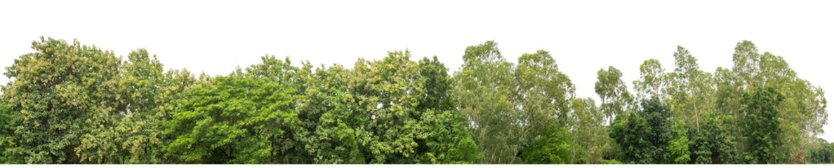 Green trees isolated are forest on transparent background.Forest and foliage in summer with cut path and alpha channel, high resolution..