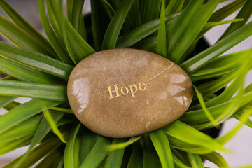 Stone with word Hope, placed on top of plant.