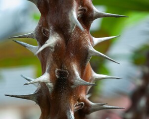 Thorny branch houseplant tree close up view