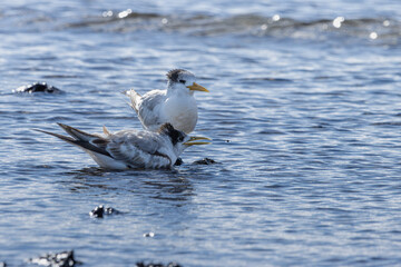 A pair of Crested Terns wading in water 