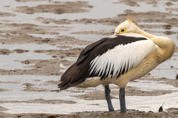 An Australian Pelican resting on a sandy beach at low tide