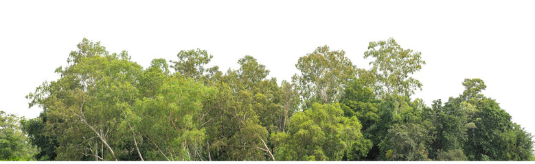 Green trees isolated are forest on transparent background.Forest and foliage in summer with cut path and alpha channel, high resolution.