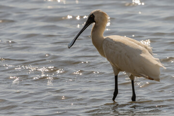 A Royal Spoonbill wading in water