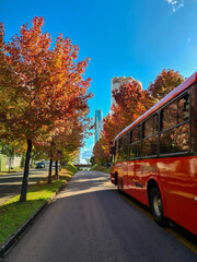 Public transport bus on street with rows of autumn trees