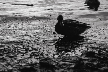 Black and White Duck