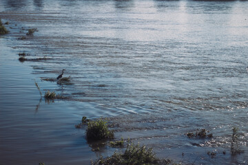 Relaxing with the Heron