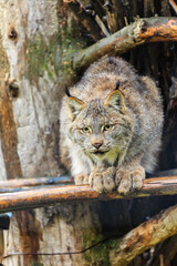 A cat is sitting on a tree branch