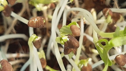 Microgreen Garden, Water Spinach Kangkung