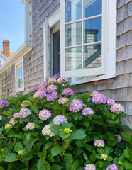 A cluster of vibrant pink and purple hydrangeas blooms against a shingled house with an open window, reflecting another building under a clear blue sky
