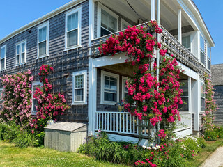 A charming two-story house adorned with vibrant pink climbing roses and white trellis, featuring a...