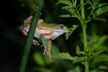 amphibians