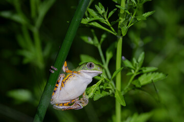 amphibians