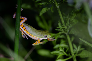 amphibians