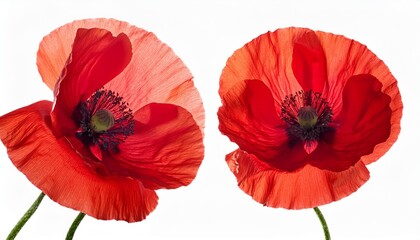 Poppy red on white background isolated. Beautiful flower.