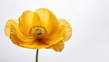 Poppy yelloow on white background isolated. Beautiful flower.