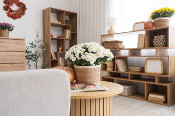 Beautiful autumn interior of living room with coffee table, shelving units and chrysanthemum flowers